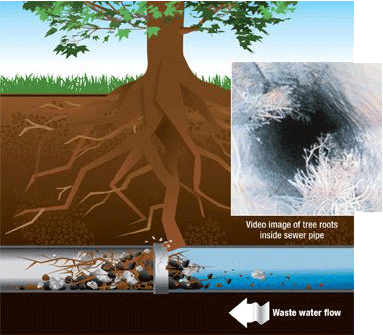 Tree root removal, septic line tree root removal, sewer line tree root removal, Barrie Ontario. Drain Right Now Plumbing Services, Barrie Ontario - serving the Barrie, Angus, Minesing, Stroud, Alcona, Innisfil, Borden, Shanty Bay, Oro Station, Oro, Stayne